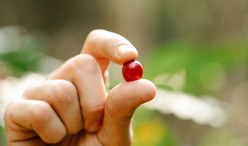 L'oggetto causa del desiderio ci muove e ci orienta nei pensieri, sentimenti e azioni.